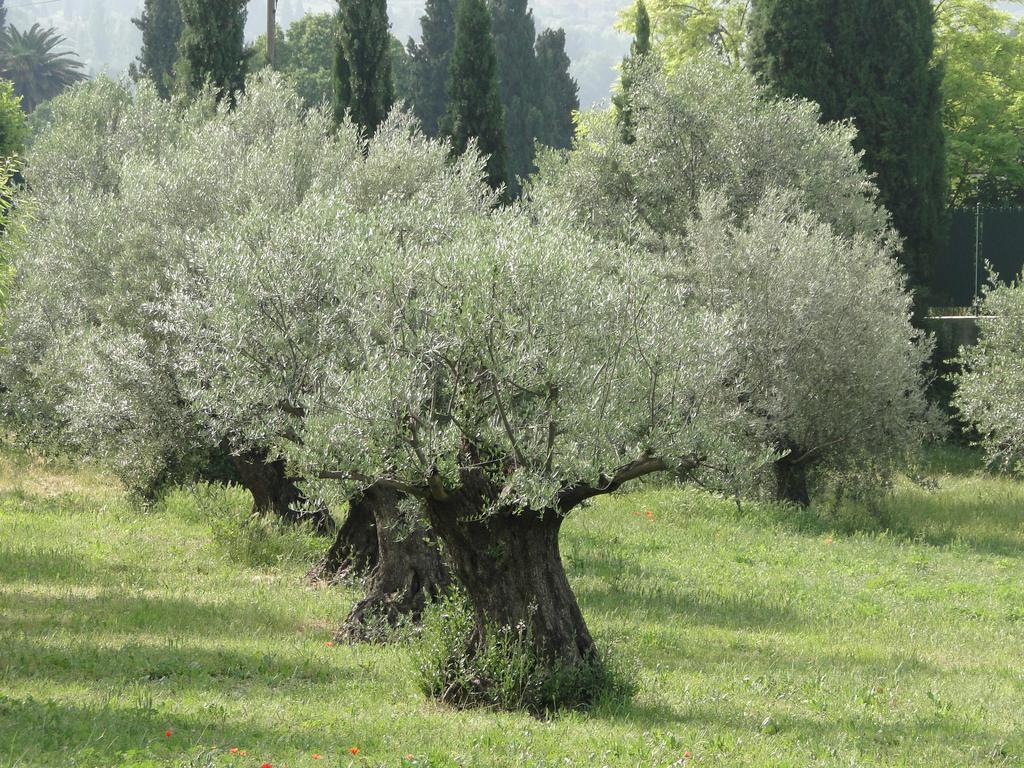 מלון גראס Bastide St Mathieu מראה חיצוני תמונה